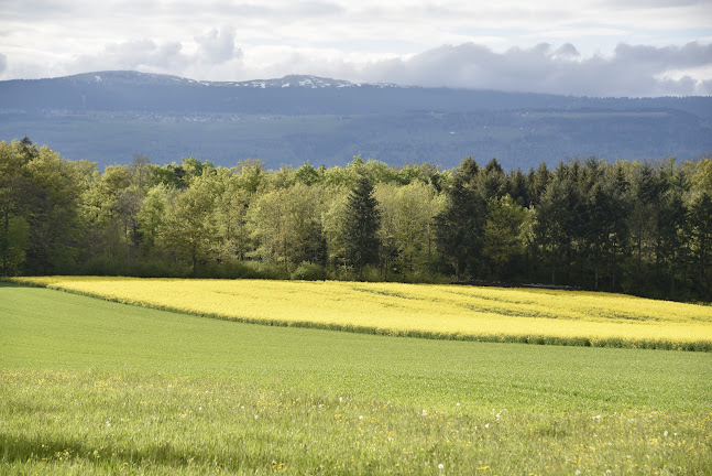 MediaPixel Immobilier SA - Yverdon-les-Bains