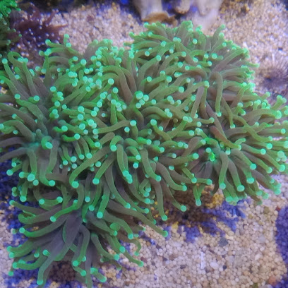 Citayam coral reef