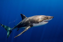 DIVEWATCHDOCTOR - Photo 9 - Car repair in Fort Lauderdale, FL, Fort Lauderdale