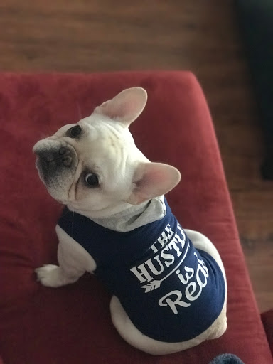 Pet Supply Store «Pet Supplies Plus», reviews and photos, 5960 Jog Rd Suite A, Lake Worth, FL 33467, USA