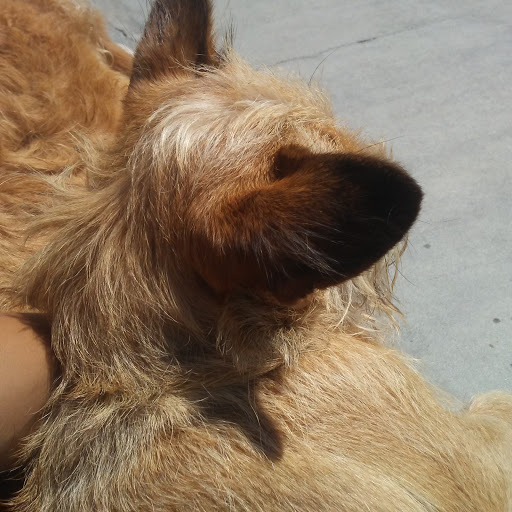 Pet Supply Store «Centinela Feed & Pet Supplies», reviews and photos, 4700 Pacific Coast Hwy, Long Beach, CA 90804, USA