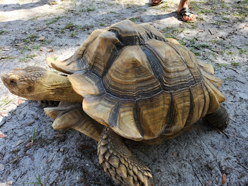 Aquarium «Aquarium Tarpon Springs», reviews and photos, 850 Dodecanese Blvd, Tarpon Springs, FL 34689, USA