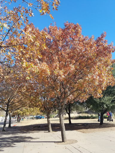 Tourist Attraction «Pioneer Plaza», reviews and photos, 1428 Young St, Dallas, TX 75202, USA