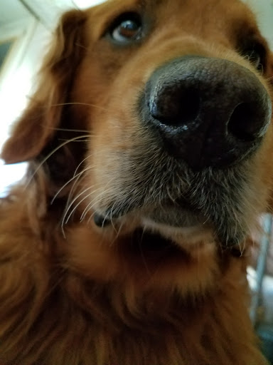 Pet Supply Store «Mini Pet Mart», reviews and photos, 815 S Broadway, Coos Bay, OR 97420, USA