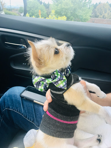 Pet Supply Store «PetSmart», reviews and photos, 950 Hanes Mall Blvd, Winston-Salem, NC 27103, USA