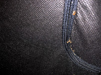 Alfa Pest Management - Photo 6 - Car repair in South Pasadena, CA, Glendale