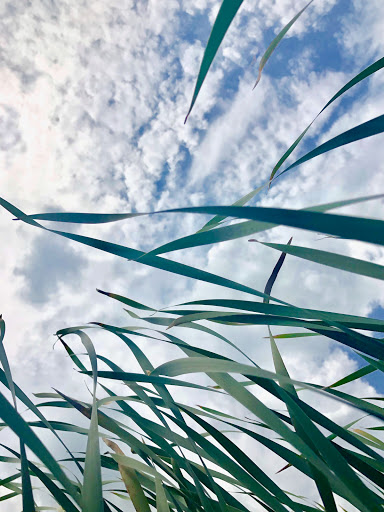 Nature Preserve «Rollins Savanna Forest Preserve», reviews and photos, 20160 W Washington St, Grayslake, IL 60030, USA