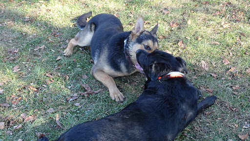 Dog Trainer «Awesome Dawgs Dog Training LLC», reviews and photos, 3052 Pricetown Rd, Temple, PA 19560, USA