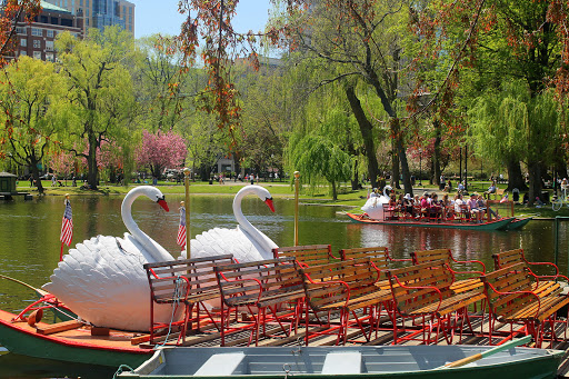 Swan Boats