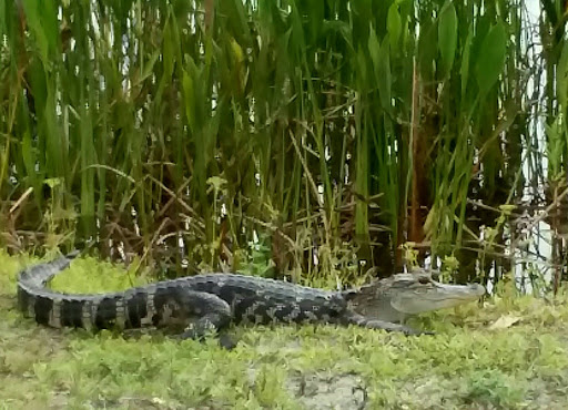 Campground «Savannas Recreation Area», reviews and photos, 1400 E Midway Rd, Fort Pierce, FL 34982, USA