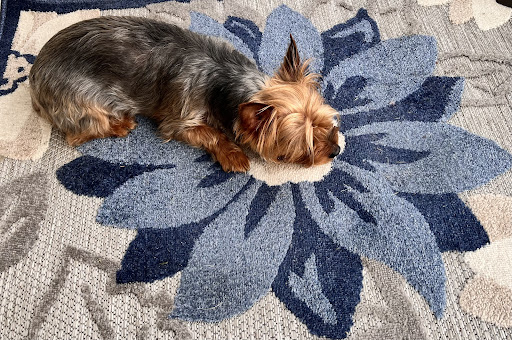 Pet Store «Petsway», reviews and photos, 1717 W Kearney St, Springfield, MO 65803, USA