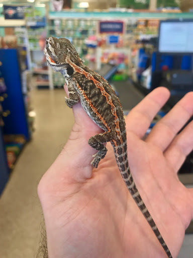 Pet Supply Store «PetSmart», reviews and photos, 2631 Beene Blvd, Bossier City, LA 71111, USA