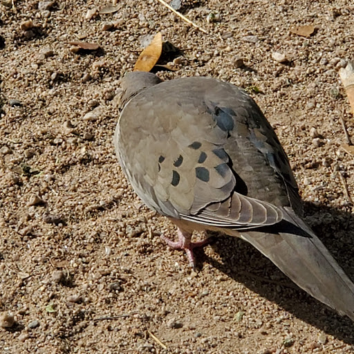 Park «Friendship Park», reviews and photos, 12325 W McDowell Rd, Avondale, AZ 85323, USA