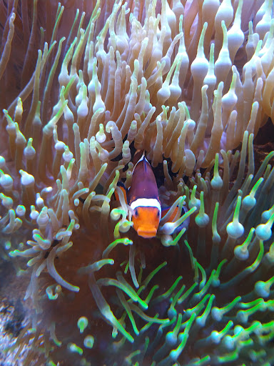 Nature Preserve «Tree Hill Nature Center», reviews and photos, 7152 Lone Star Rd, Jacksonville, FL 32211, USA