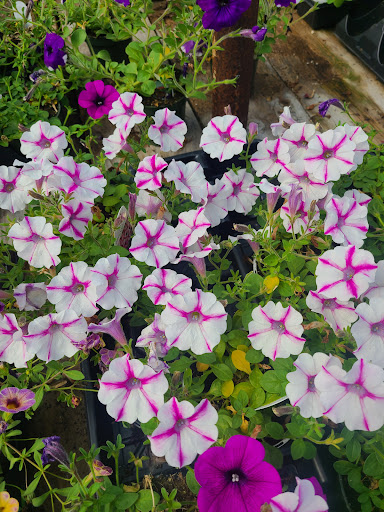 Florist «Park Place Florist and Garden Center», reviews and photos, 72 Park St, Rutland, VT 05701, USA