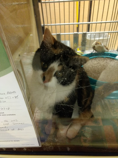 Pet Supply Store «PetSmart», reviews and photos, 47142 Michigan Ave, Canton, MI 48188, USA