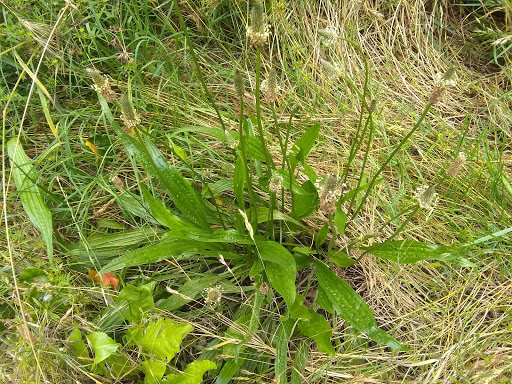 Park «Mt. Scott Park», reviews and photos, SE 72nd Ave & Southeast Harold Street, Portland, OR 97206, USA