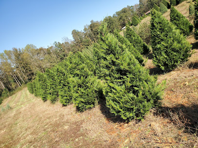 Cole's Christmas Tree Farm