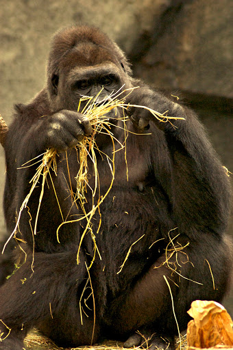 Zoo «Tropic World», reviews and photos, 3300 Golf Rd, Brookfield, IL 60513, USA