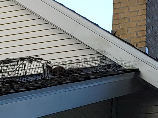 Pest Control Service «Varment Guard Environmental Services Inc.», reviews and photos