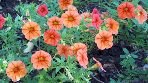 History Museum «Fabyan Villa Museum», reviews and photos, 1511 S Batavia Ave, Geneva, IL 60134, USA