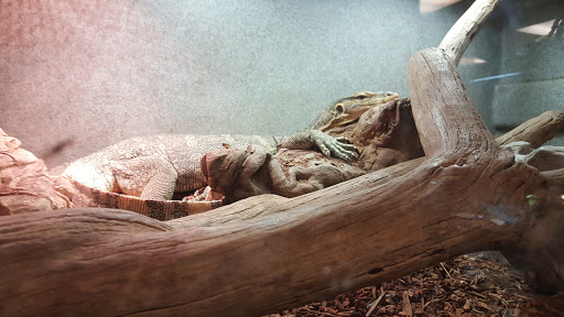 Pet Store «Exotic Pets», reviews and photos, 2410 N Decatur Blvd #160, Las Vegas, NV 89108, USA