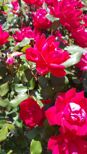 Winery «Haak Vineyards & Winery Inc», reviews and photos, 6310 Avenue T, Santa Fe, TX 77510, USA