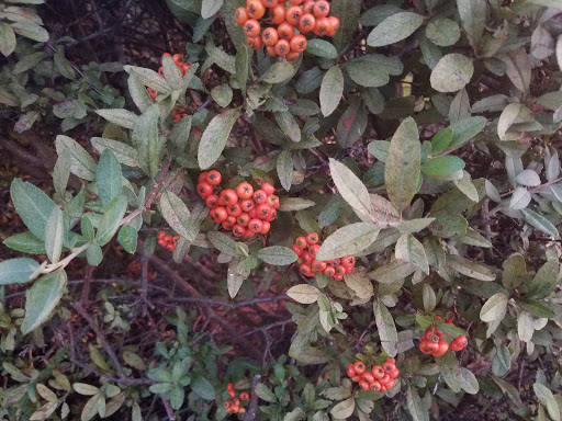 American Restaurant «Cracker Barrel Old Country Store», reviews and photos, 2525 Brindle Dr, Harrisburg, PA 17110, USA