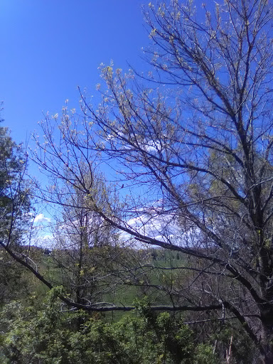 Golf Course «Amesbury Pines Disc Golf Course», reviews and photos, Highland St, Amesbury, MA 01913, USA