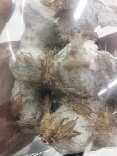 Pet Supply Store «Pet Supplies Plus», reviews and photos, 2155 Delaware Ave, Buffalo, NY 14216, USA