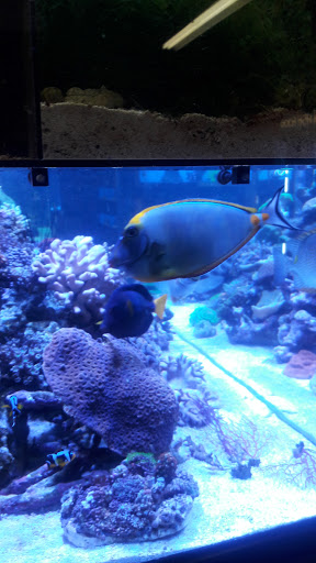 Pet Store «Something Fishy: Saltwater Aquarium Superstore», reviews and photos, 511 E 21st St, Northampton, PA 18067, USA