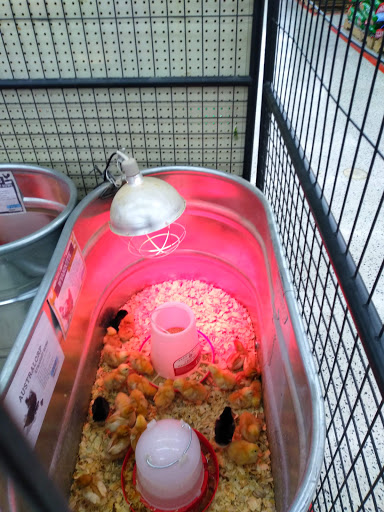 Home Improvement Store «Tractor Supply Co.», reviews and photos, 1701 Massey Blvd #629, Hagerstown, MD 21740, USA