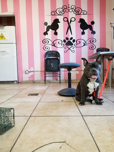 Pet Supply Store «Pet Care Inc.», reviews and photos, 2500 East Cesar E Chavez Avenue, Los Angeles, CA 90033, USA