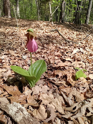 Park «Deep Run Park & Recreation Center», reviews and photos, 9900 Ridgefield Pkwy, Richmond, VA 23233, USA