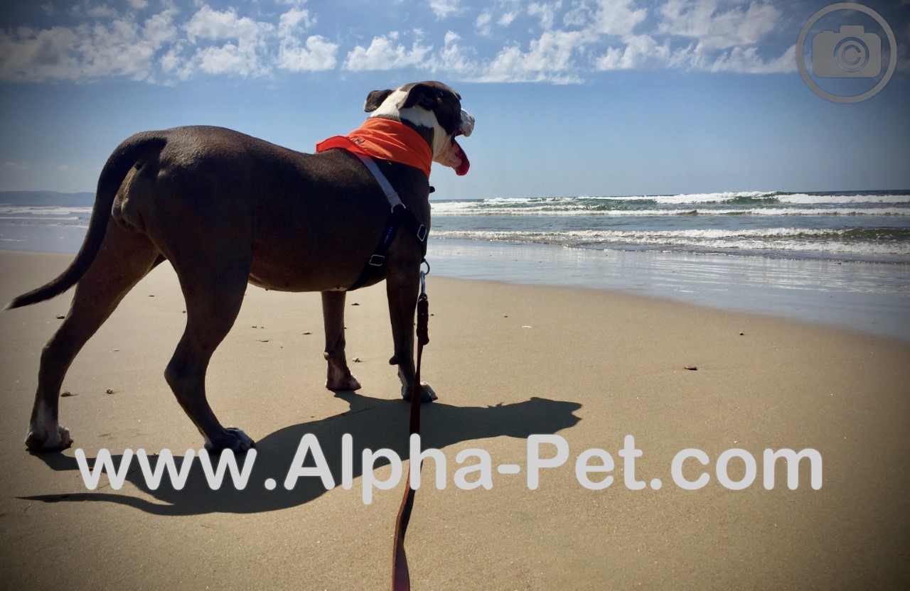 Alpha Pet Dog Training