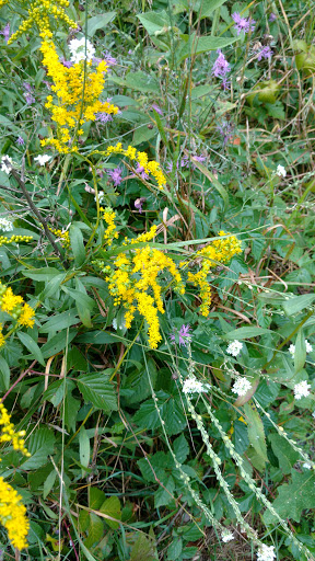 Nature Preserve «Eliason Nature Reserve», reviews and photos, 9501 Shaver Rd, Portage, MI 49024, USA