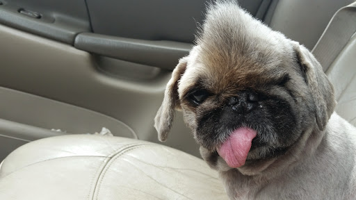 Pet Supply Store «PetSmart», reviews and photos, 1157 E North Ave, Belton, MO 64012, USA