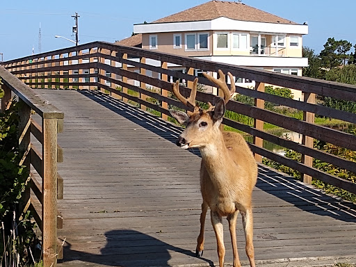 Public Golf Course «Ocean Shores Golf Course», reviews and photos, 500 Canal Dr NE, Ocean Shores, WA 98569, USA