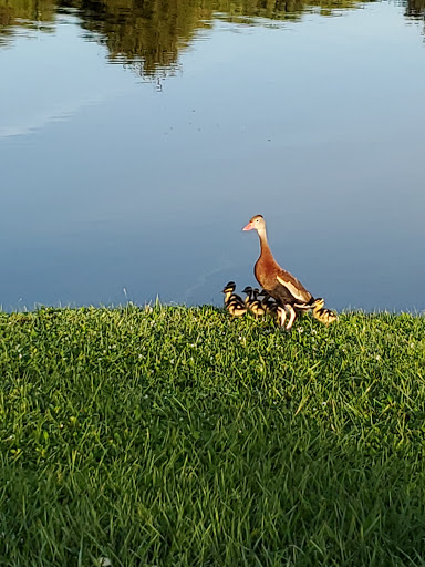 Country Club «Gator Trace Golf & Country Club», reviews and photos, 4302 Gator Trace Dr, Fort Pierce, FL 34982, USA