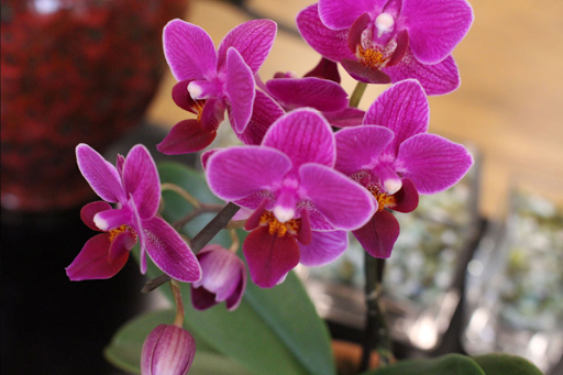 Beauty Salon «Collage Salon», reviews and photos, 4924 Atlanta Hwy, Alpharetta, GA 30004, USA