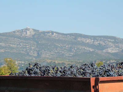 Domaine Mas des Arômes à Montpeyroux