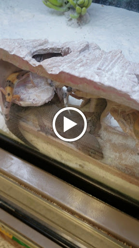 Pet Supply Store «Petco Animal Supplies», reviews and photos, 1401 E Spring Valley Rd, Richardson, TX 75081, USA