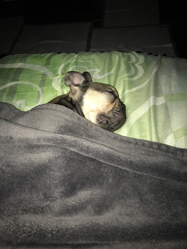 Pet Store «Puppy Boutique Store», reviews and photos, 4001 N Federal Hwy, Fort Lauderdale, FL 33308, USA