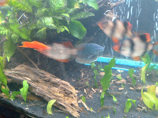 Pet Supply Store «Petco Animal Supplies», reviews and photos, 41 Narrows Shopping Center, Edwardsville, PA 18704, USA