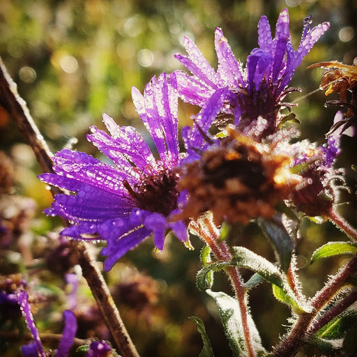 Nature Preserve «Meacham Forest Preserve», reviews and photos, Circle Ave, Bloomingdale, IL 60108, USA