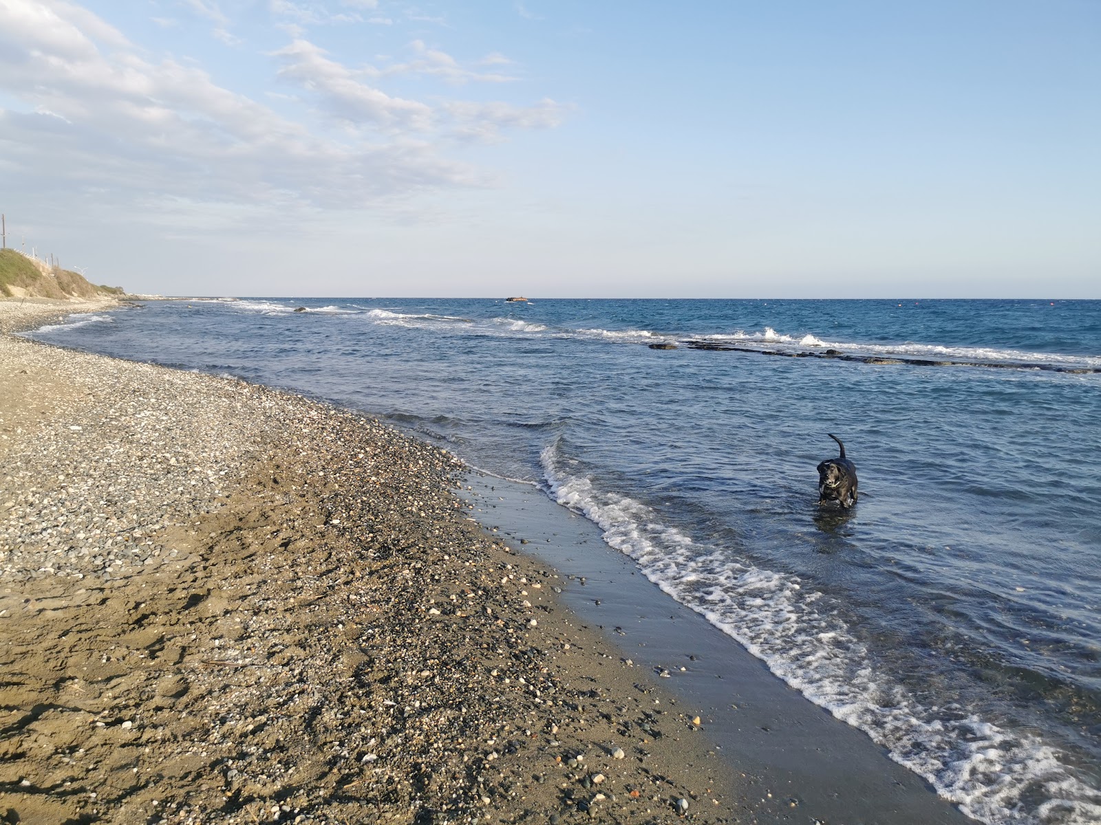 Photo de Parklane Dog's Beach avec un rivage spacieux