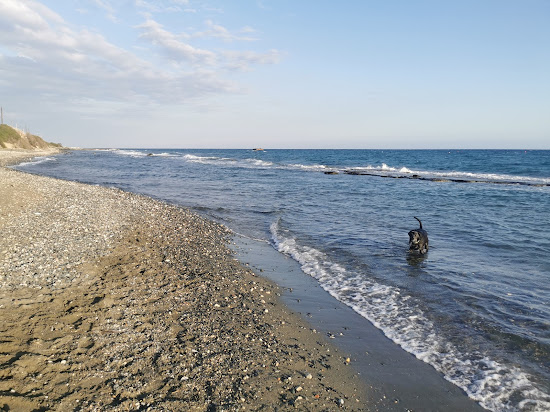 Parklane Dog's Beach