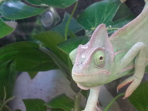 Pet Supply Store «Petco Animal Supplies», reviews and photos, 265 N Broadway f, Hicksville, NY 11801, USA