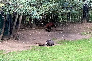 Wallaroo Enclosure image