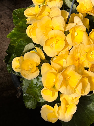 Florist «Metropolitan Plant & Flower Exchange Inc.», reviews and photos, 2125 Fletcher Ave, Fort Lee, NJ 07024, USA